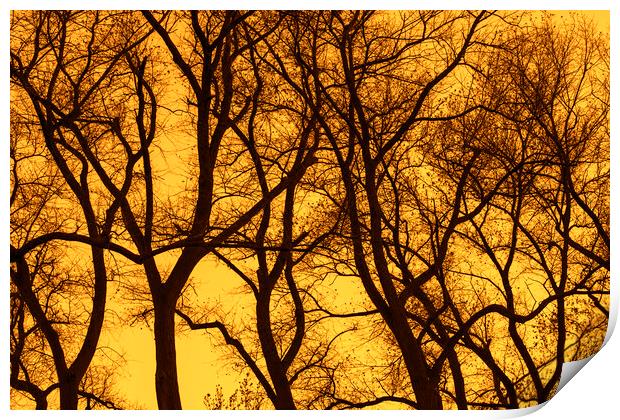 Poplar Trees at Sunset Print by Arterra 