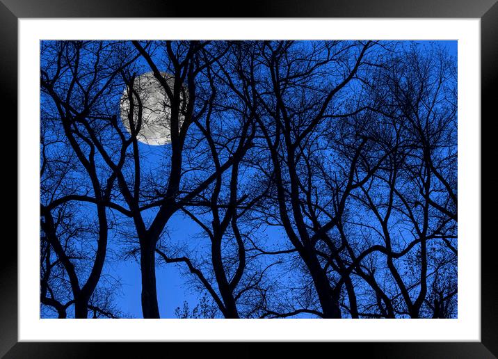 Silhouetted Trees at Full Moon Framed Mounted Print by Arterra 