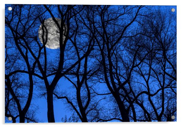 Silhouetted Trees at Full Moon Acrylic by Arterra 