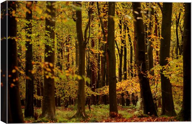 Beech woodland autumn Canvas Print by Simon Johnson