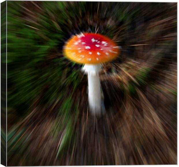 The fly agaric or fly amanita Canvas Print by Leighton Collins