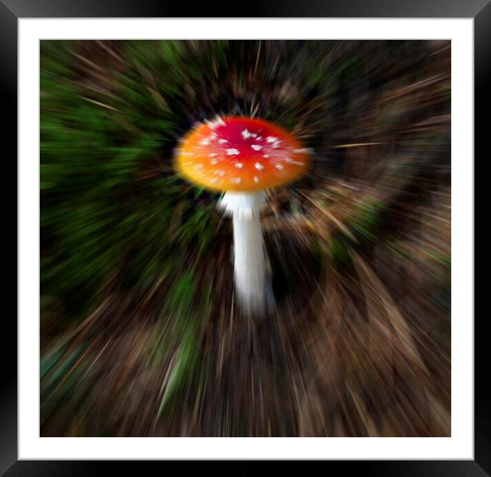 The fly agaric or fly amanita Framed Mounted Print by Leighton Collins