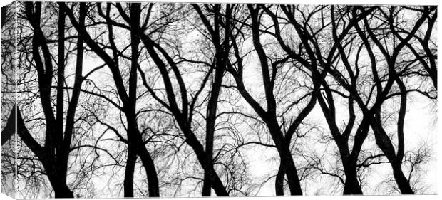 Twisted Tree Trunks Canvas Print by Arterra 