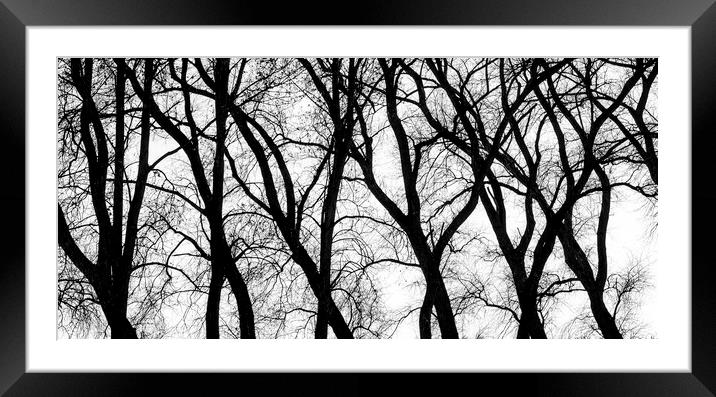 Twisted Tree Trunks Framed Mounted Print by Arterra 