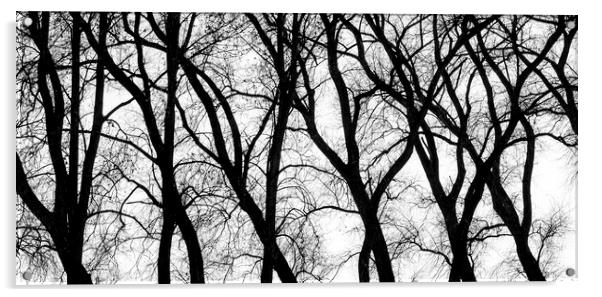 Twisted Tree Trunks Acrylic by Arterra 