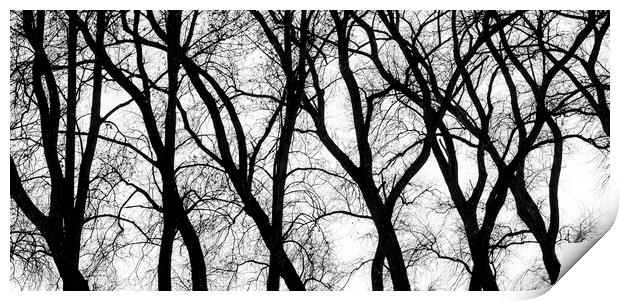 Twisted Tree Trunks Print by Arterra 