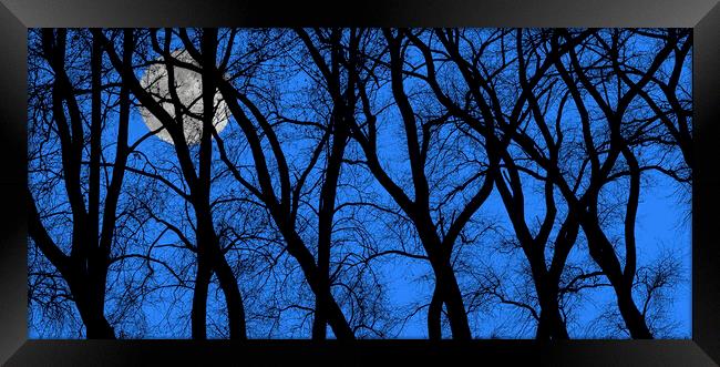 Spooky Trees at Full Moon Framed Print by Arterra 