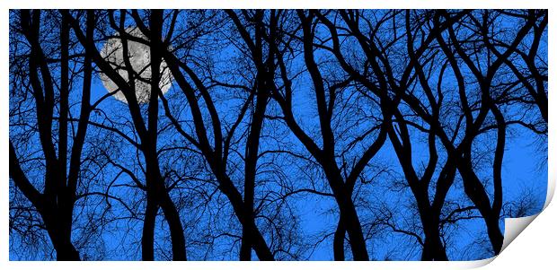 Spooky Trees at Full Moon Print by Arterra 
