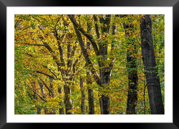 Oak Trees in Autumn Framed Mounted Print by Arterra 