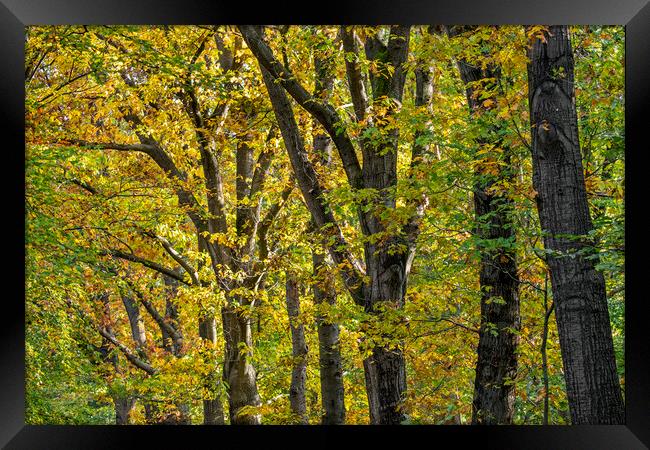 Oak Trees in Autumn Framed Print by Arterra 