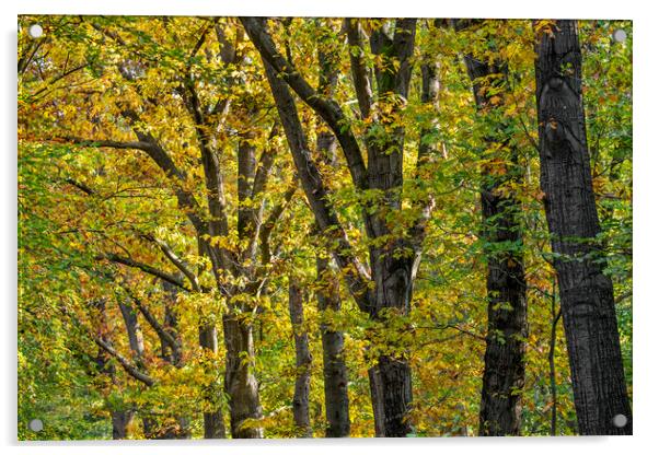 Oak Trees in Autumn Acrylic by Arterra 