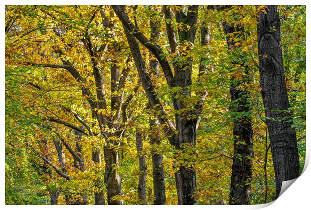 Oak Trees in Autumn Print by Arterra 