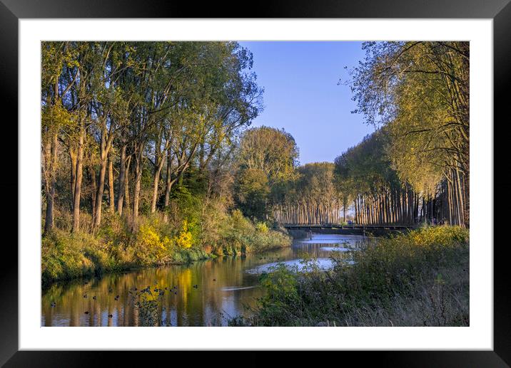 Poplars along Canal in Damme, Belgium Framed Mounted Print by Arterra 