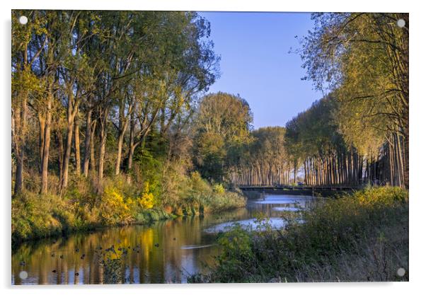 Poplars along Canal in Damme, Belgium Acrylic by Arterra 