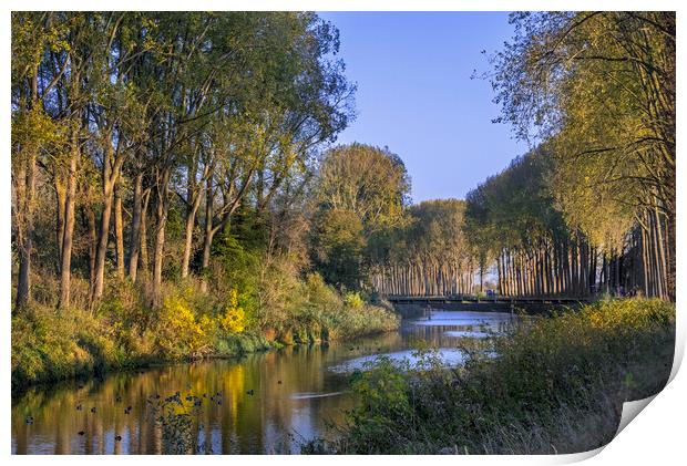 Poplars along Canal in Damme, Belgium Print by Arterra 