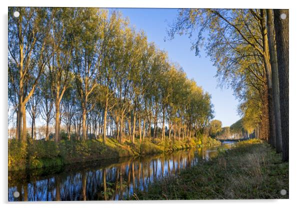 Trees along the Schipdonk Canal, Damme Acrylic by Arterra 