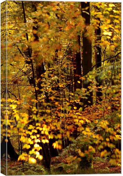 sunlit Beech leaves Canvas Print by Simon Johnson
