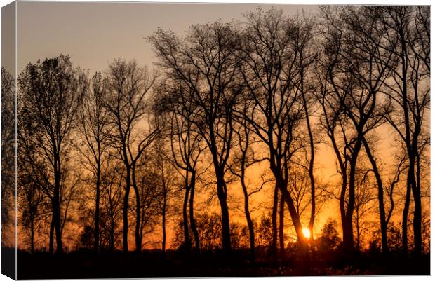 Silhouetted Trees at Sunset Canvas Print by Arterra 