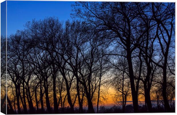 Bare Trees at Sunset Canvas Print by Arterra 