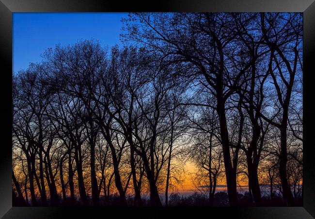Bare Trees at Sunset Framed Print by Arterra 