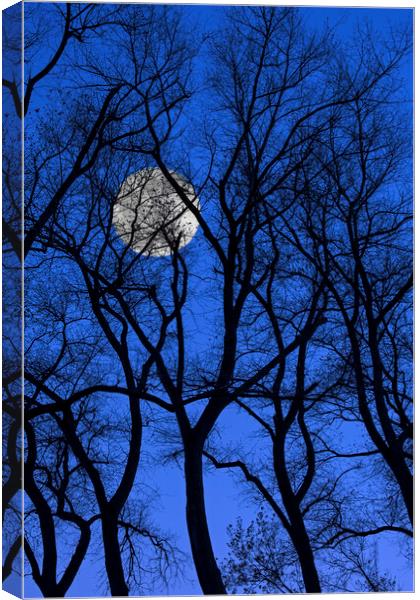 Bare Trees at Full Moon Canvas Print by Arterra 