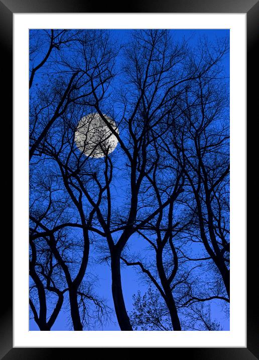 Bare Trees at Full Moon Framed Mounted Print by Arterra 