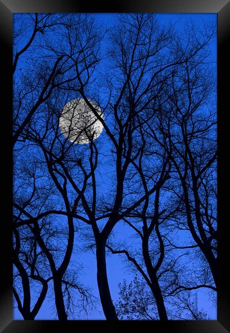 Bare Trees at Full Moon Framed Print by Arterra 