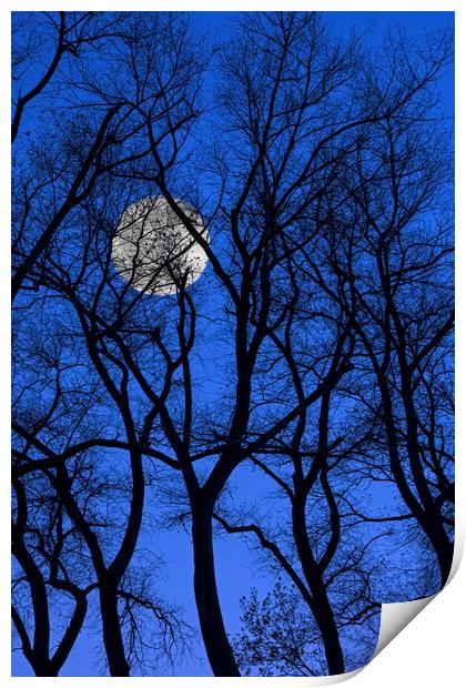 Bare Trees at Full Moon Print by Arterra 