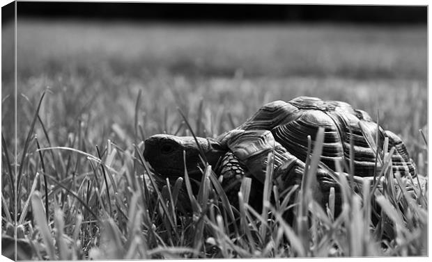Tortoise in the Grass Canvas Print by Mehgan Sedgwick