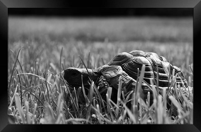Tortoise in the Grass Framed Print by Mehgan Sedgwick