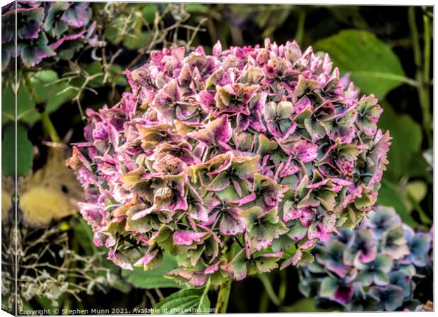 Hydrangea in the autumn Canvas Print by Stephen Munn