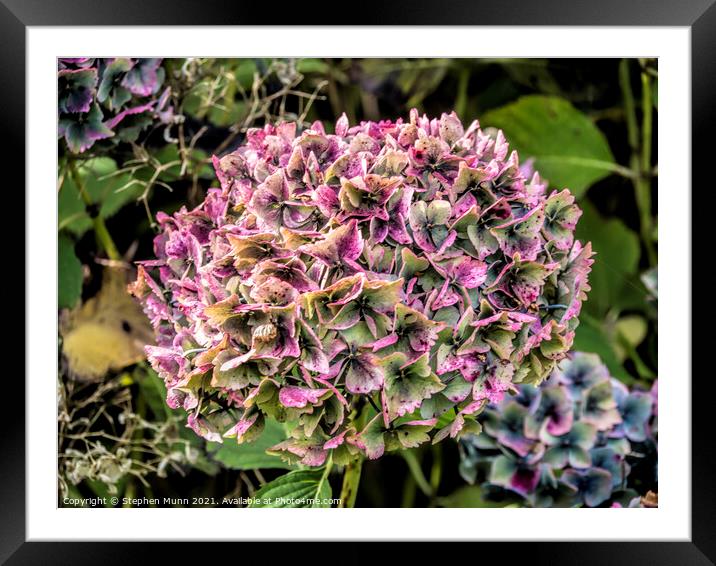 Hydrangea in the autumn Framed Mounted Print by Stephen Munn