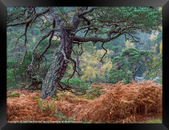 Caledonian Forest Framed Print by Iain MacDiarmid