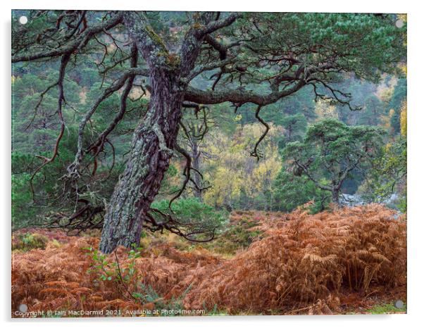 Caledonian Forest Acrylic by Iain MacDiarmid