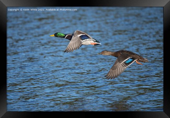 Ducks flying together Framed Print by Kevin White