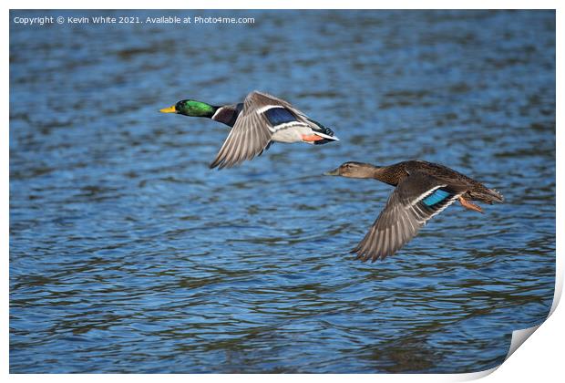 Ducks flying together Print by Kevin White