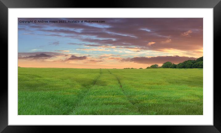 Outdoor field with sun setting Endless Summer Fiel Framed Mounted Print by Andrew Heaps