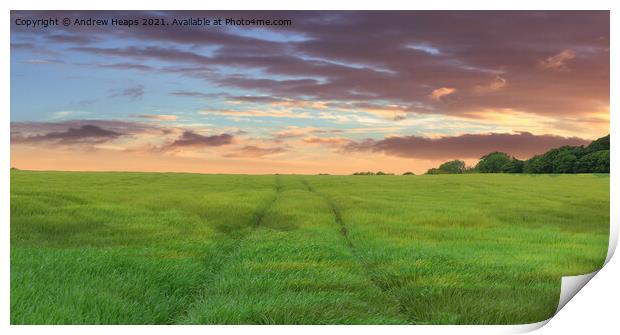 Outdoor field with sun setting Endless Summer Fiel Print by Andrew Heaps