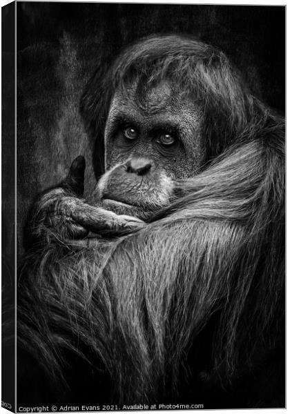 Sumatran Orangutan Canvas Print by Adrian Evans