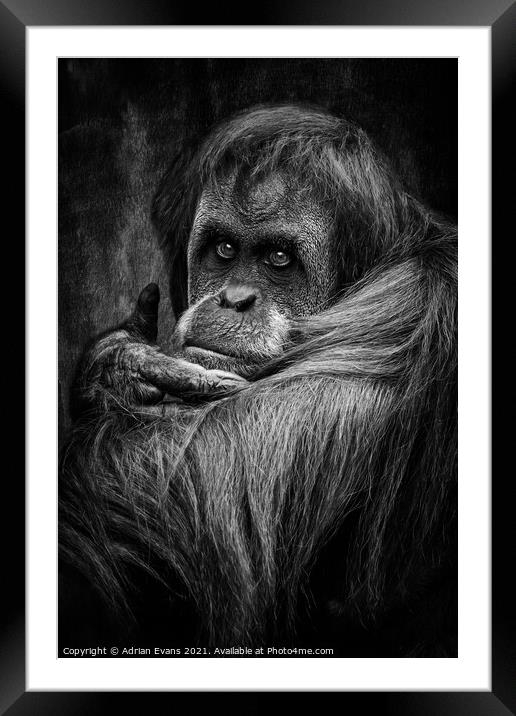 Sumatran Orangutan Framed Mounted Print by Adrian Evans