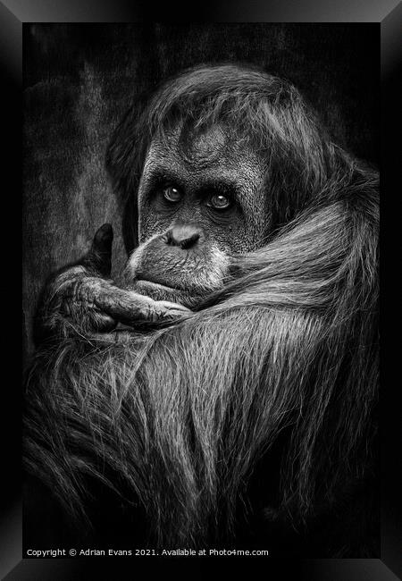Sumatran Orangutan Framed Print by Adrian Evans