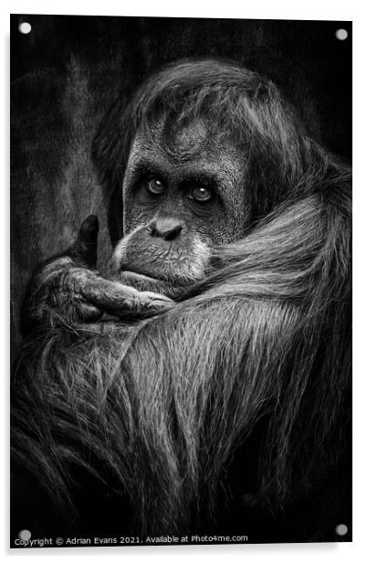 Sumatran Orangutan Acrylic by Adrian Evans