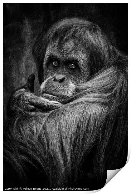 Sumatran Orangutan Print by Adrian Evans