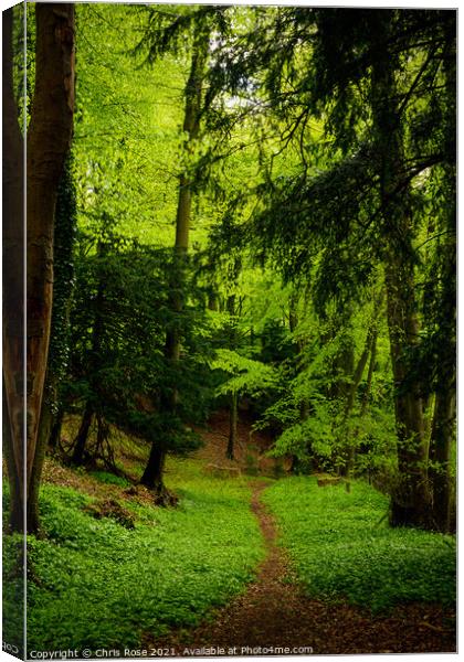 Woodland path Canvas Print by Chris Rose