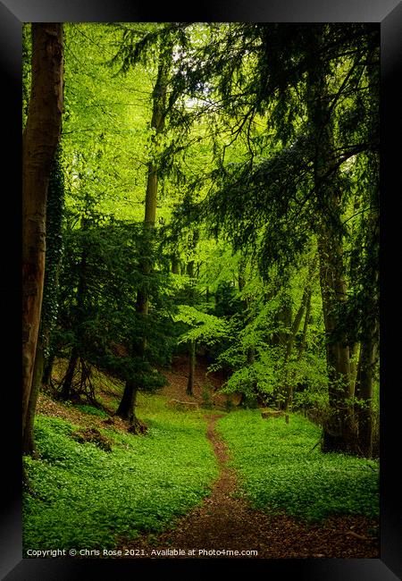 Woodland path Framed Print by Chris Rose