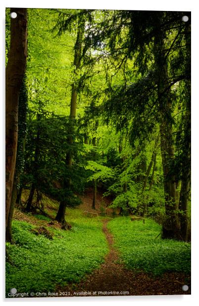 Woodland path Acrylic by Chris Rose