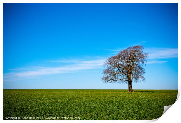 One tree on the horizon landscape Print by Chris Rose
