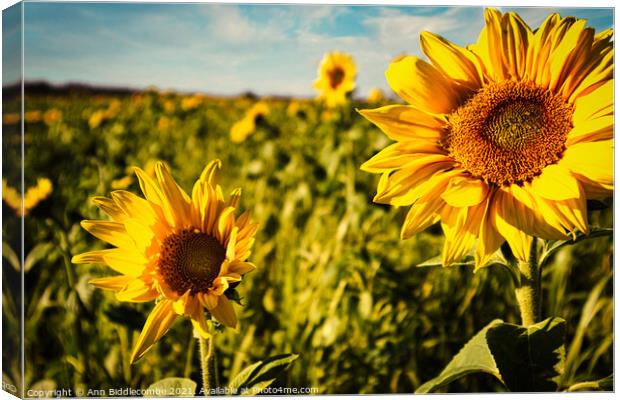 Sunflowers in a field Canvas Print by Ann Biddlecombe