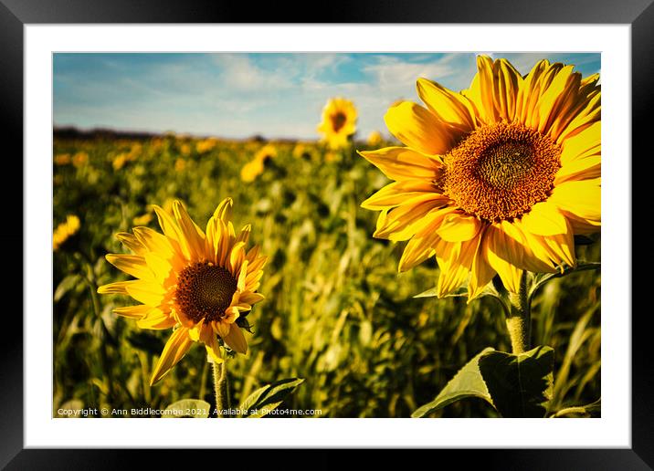 Sunflowers in a field Framed Mounted Print by Ann Biddlecombe