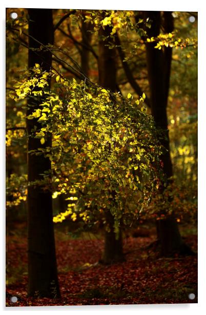 Sunlit Leaves Acrylic by Simon Johnson